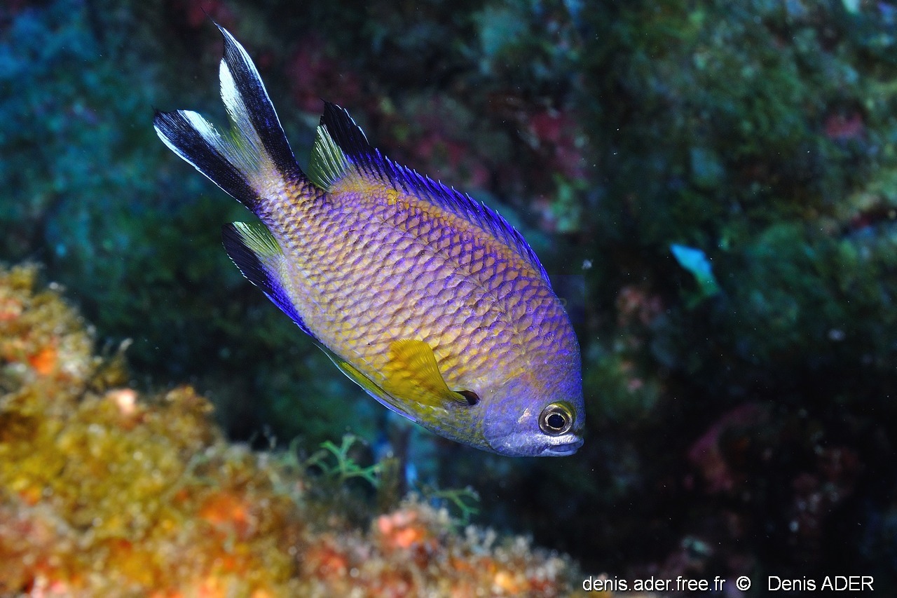 Chromis limbatus demoiselle des acores-Acores St Maria Pedri mha-23m-20170818-Denis-ADER-DSC_9239_tn_tn.jpg